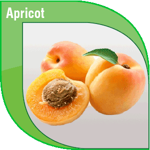 Pakistan Fresh Apricot