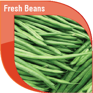 Pakistan Fresh Beans