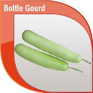 Pakistan Fresh Bottle Gourd