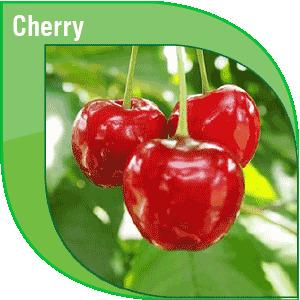 Pakistan Fresh Cherry