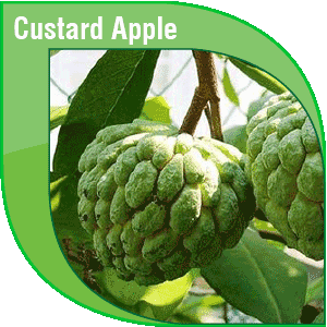 Pakistan Fresh Custard Apple