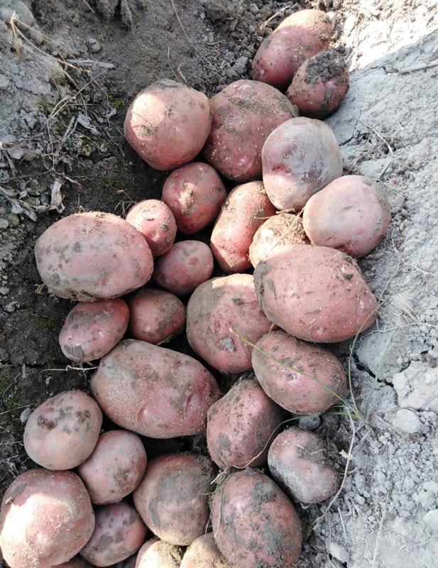 Lady Rosetta Potatoes