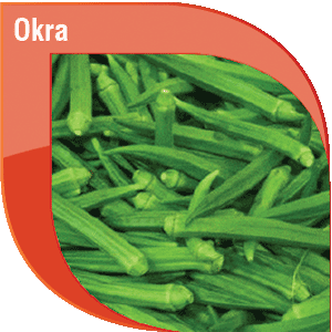 Pakistan Fresh Okra