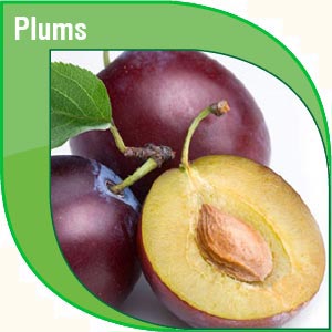 Pakistan Fresh Plums