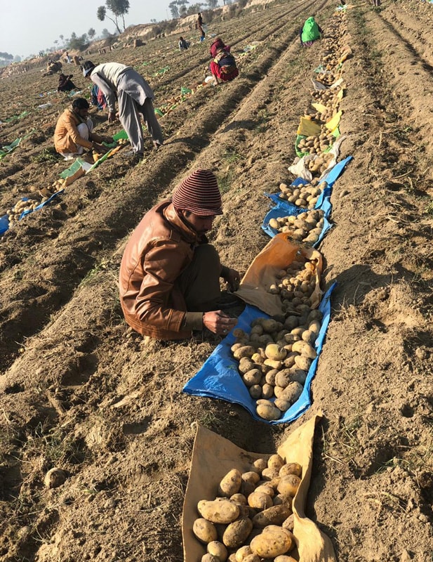 Anchor Potato Field