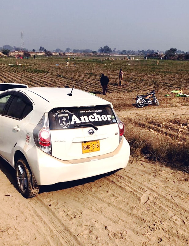 Anchor Potato Field