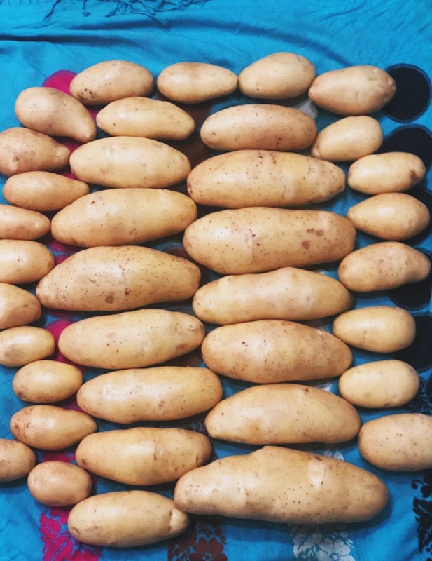 Anchor Potato Field